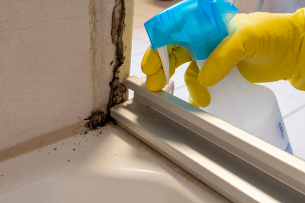 Best White Mold Remediation in Brundidge, AL