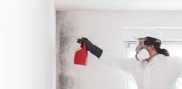 Best Mold Remediation for Specific Building Types in Brundidge, AL