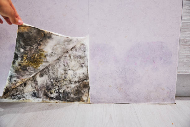 Best Localized Mold Remediation (e.g., coastal areas, humid climates) in Brundidge, AL